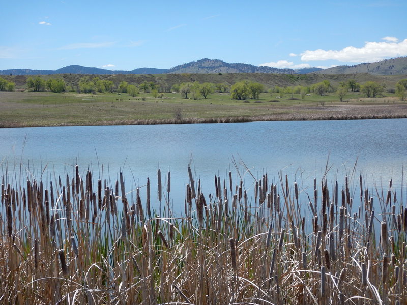 Cattails by Pond #1