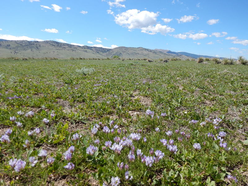 The Hidden Valley Trail is fairly barren, but does manage to grow some wildflowers