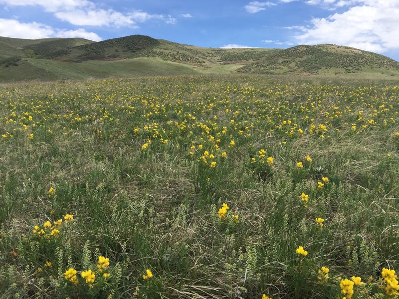 Loved all the wild flowers!