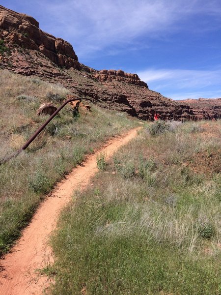 Grass along Jacksons Trail