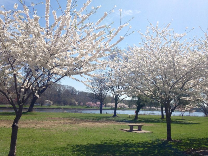 Spring time on Martin Luther King drive in Philadelphia