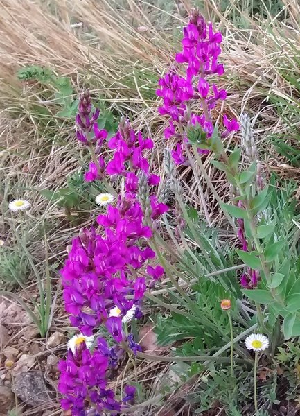 I love the contrasting colors that these flowers add.