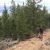 LOTS of stairs (wooden and rocks) on this section