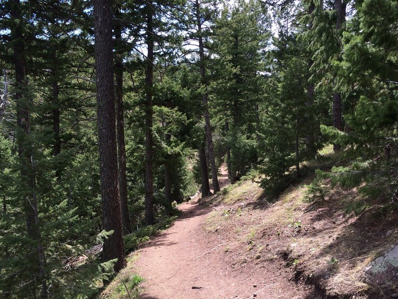 A pretty forested section of the Green Mountain West Ridge Trail