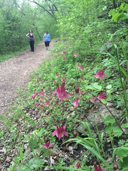 Kansas Columbine?