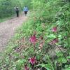 Kansas Columbine?