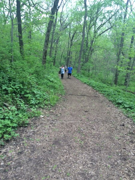 Beautiful canopy overhead for shaded summer walking conditions