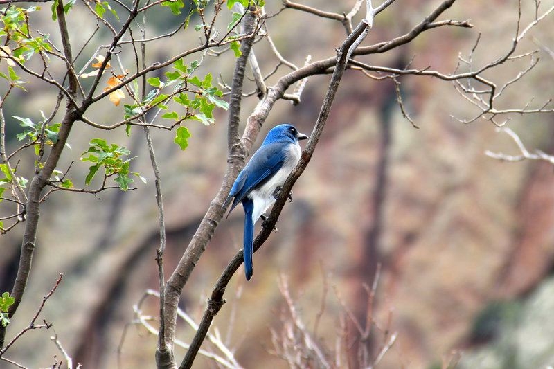 Mexican Jay