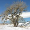 Favorite tree along the Dry Creek Trail
