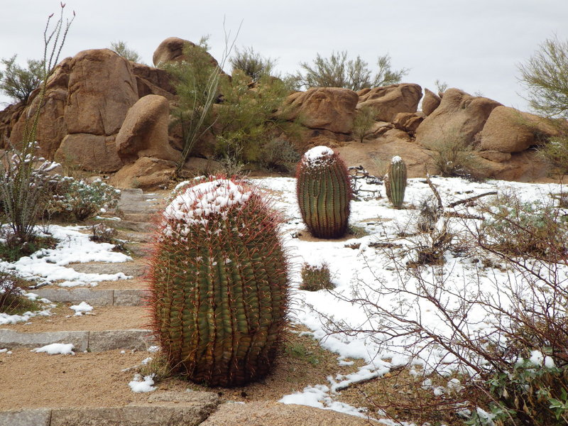 So.... sometimes it snows in the desert.