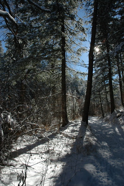 Trees in the snow on the Gregory Canyon Trail.