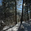 Trees in the snow on the Gregory Canyon Trail.