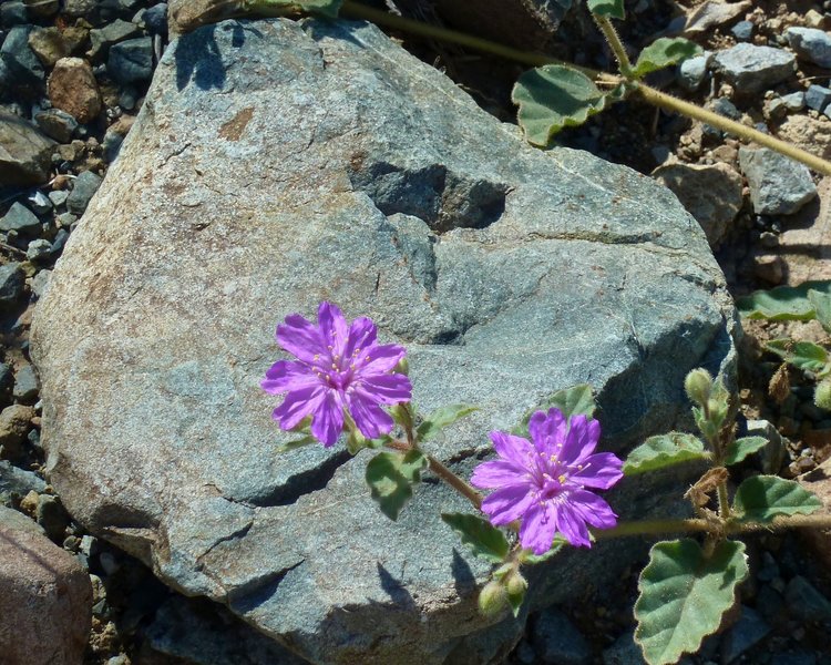 Tiny Lavender Flowers