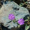 Tiny Lavender Flowers