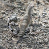 Zebratail Lizard (Callisaurus draconoides)