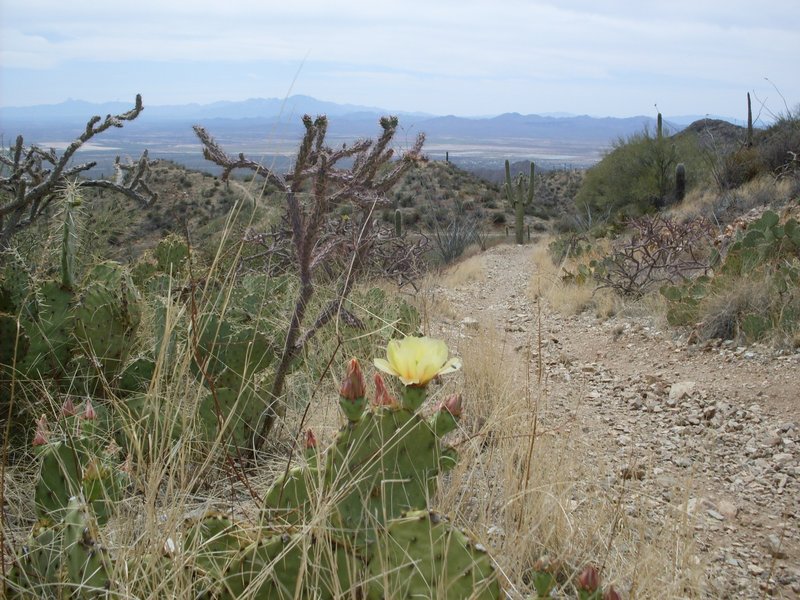 Cacti blossoms over Tucson.