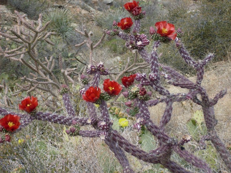 Cholla blossoms.