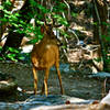 Meeting the deer in Yosemite Valley