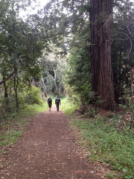 Redwood trees of Andrew Molera State Park