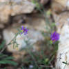 Wildflowers on the South Rim