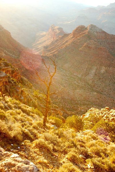 Down into the Canyon.