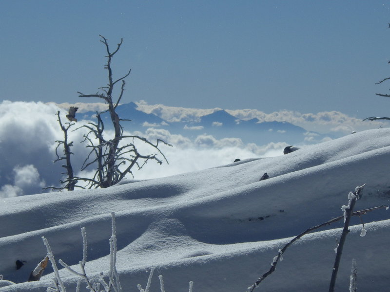 Near the summit of Mt. Lemmon looking south toward the Santa Rita Mountains.