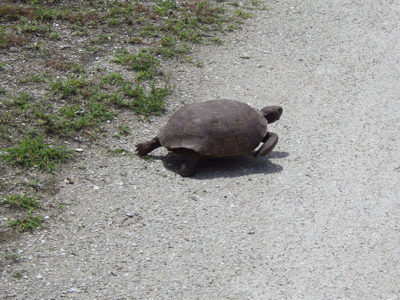 Gopher tortoise crossing the trail!