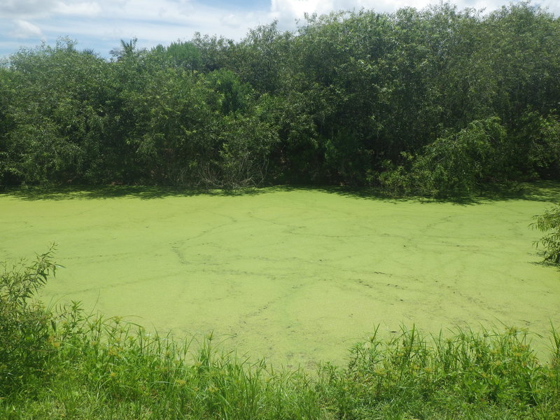 A small pond near shortcut two.