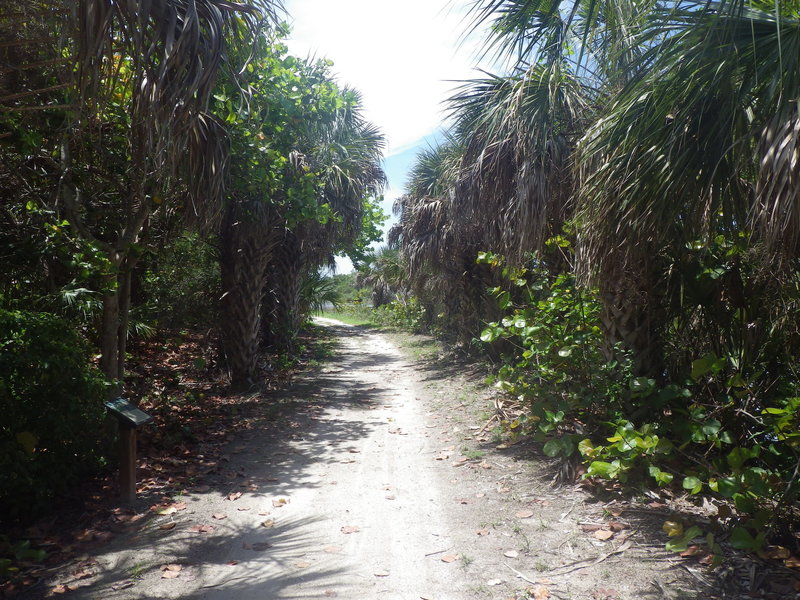 Portion of the trail lined with palm trees.