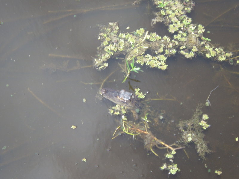 Young alligator in a pond along the Six Mile Cypress Slough Trail