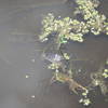 Young alligator in a pond along the Six Mile Cypress Slough Trail