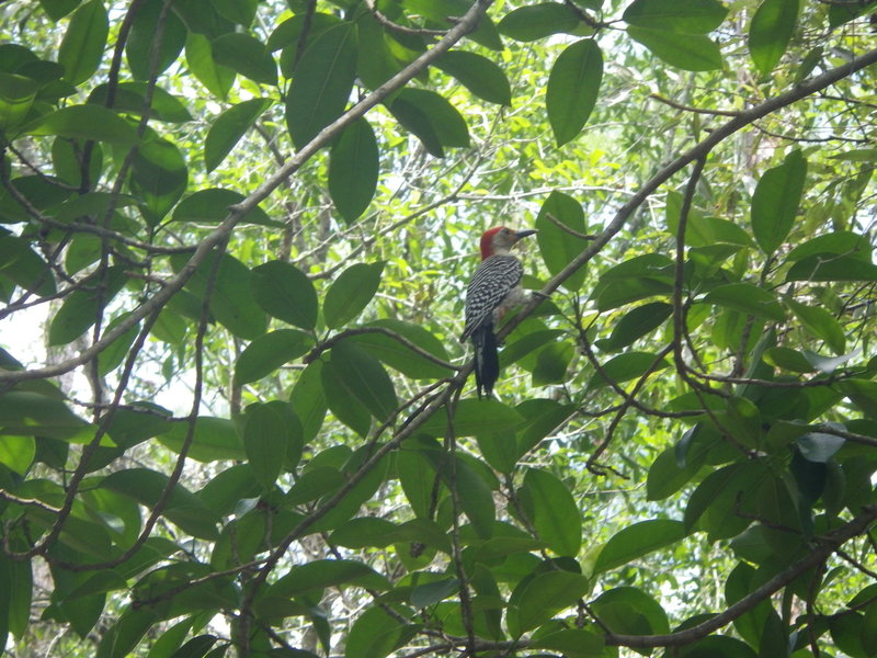 Red-bellied Woodpecker