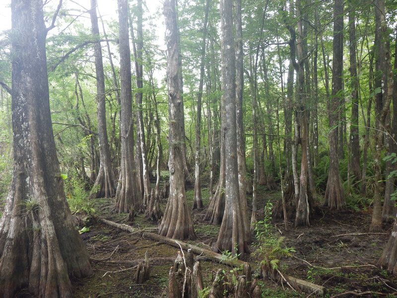 Mangrove Forest