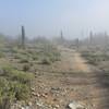 A rare run of foggy weather in the desert