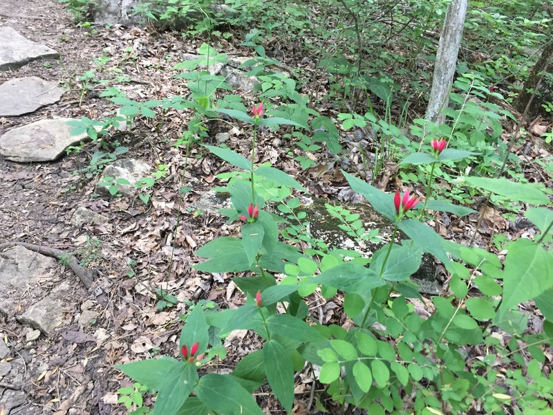 Little red flowers that can be found all over in the spring