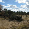 An old brush fence must have taken many hours to construct and leaves us wondering about early cowboys that probably lived and camped nearby.