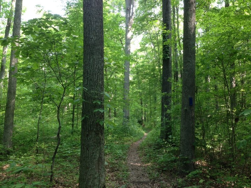 Start of the steady climb near the Dry Prong trailhead.