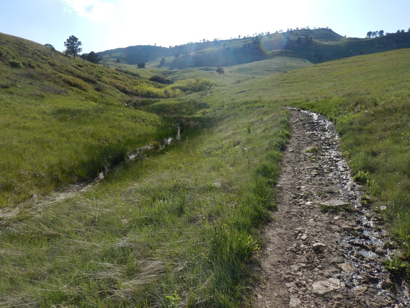 The little brook next to the Foothills North Trail runs in spring