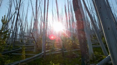 White snags on Copper Butte