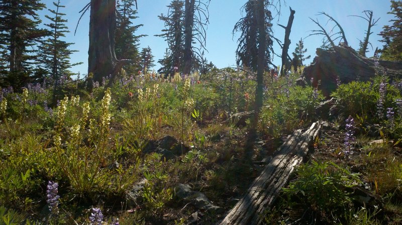 Copper Butte summit flowers