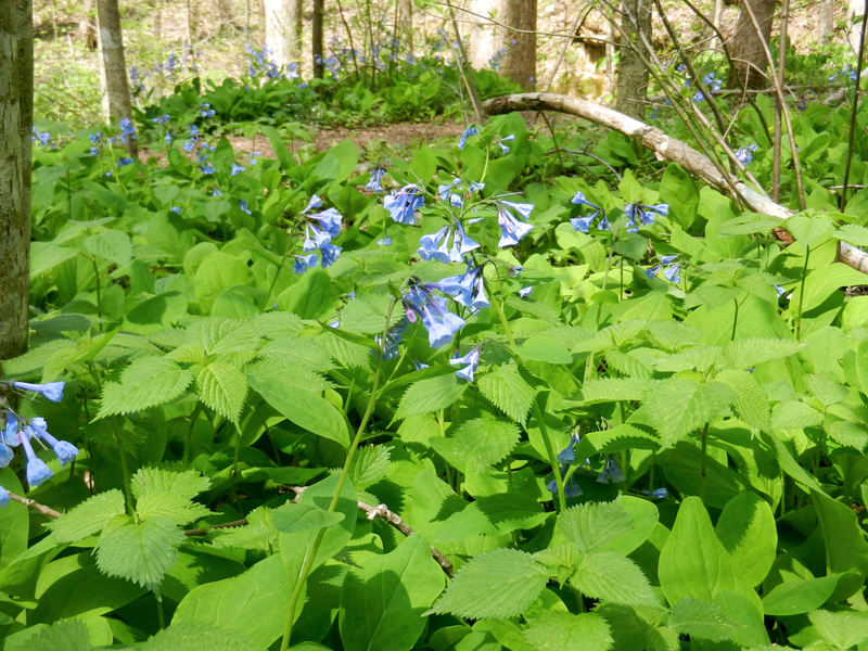 The bluebonnets blooming in the spring is a special treat. They only last a short while at this one particular spot.