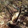 Seasonal waterfall below the South Plateau Loop.  If water is flowing under the bridge on the trail above it, the waterfall will be running.