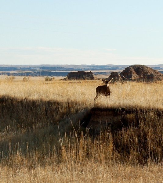 There are deer in the Badlands.