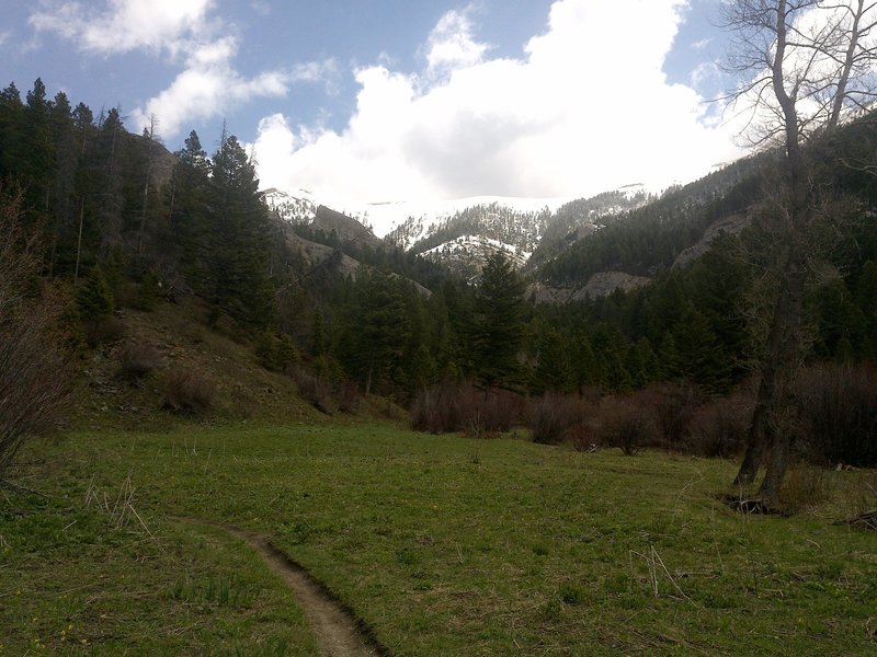 Meadow along Middle Cottonwood