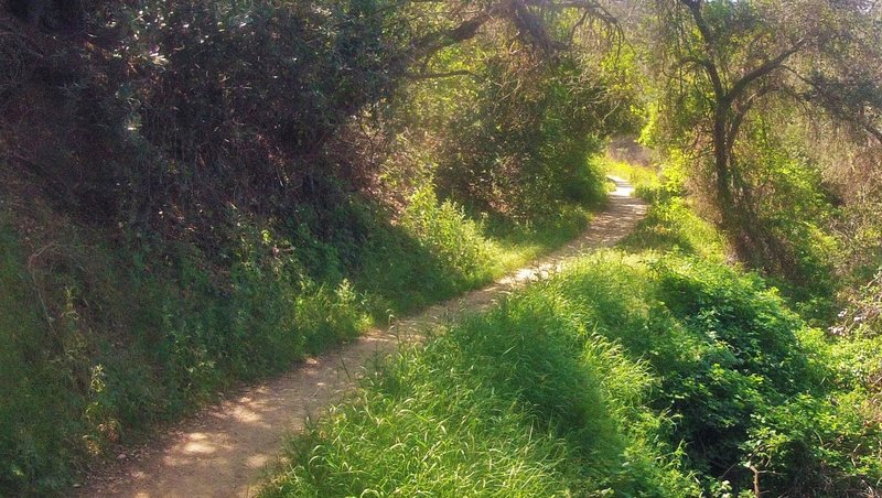 These switchbacks on the Schabarum Trail Extension are a highlight of this area