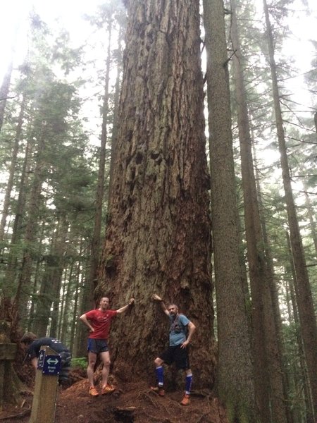 The 1100 year old fir, and a couple of old runners thrown in to add perspective