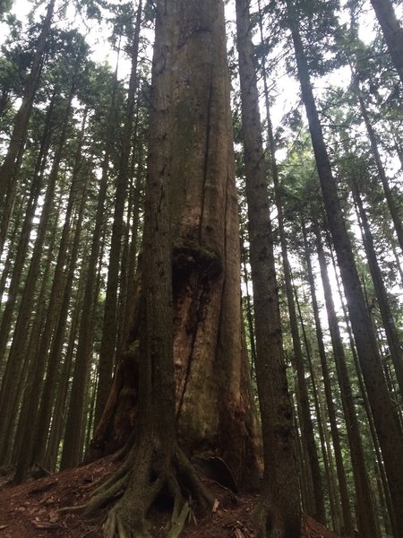 A giant fir spur just off the Brothers Creek Fire Road