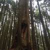 A giant fir spur just off the Brothers Creek Fire Road