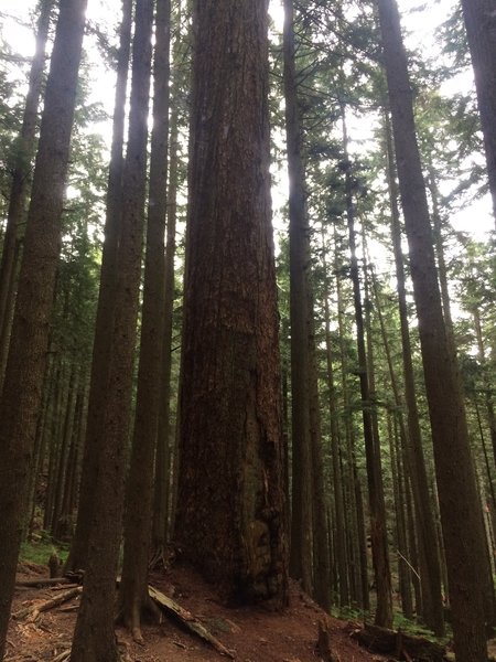 The second giant fir off the Brothers Creek Fire Trail