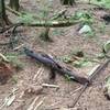 Old Cable Railway Debris on the Brothers Creek Fire Road